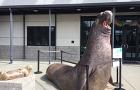 Marine Mammal Center elephant seal